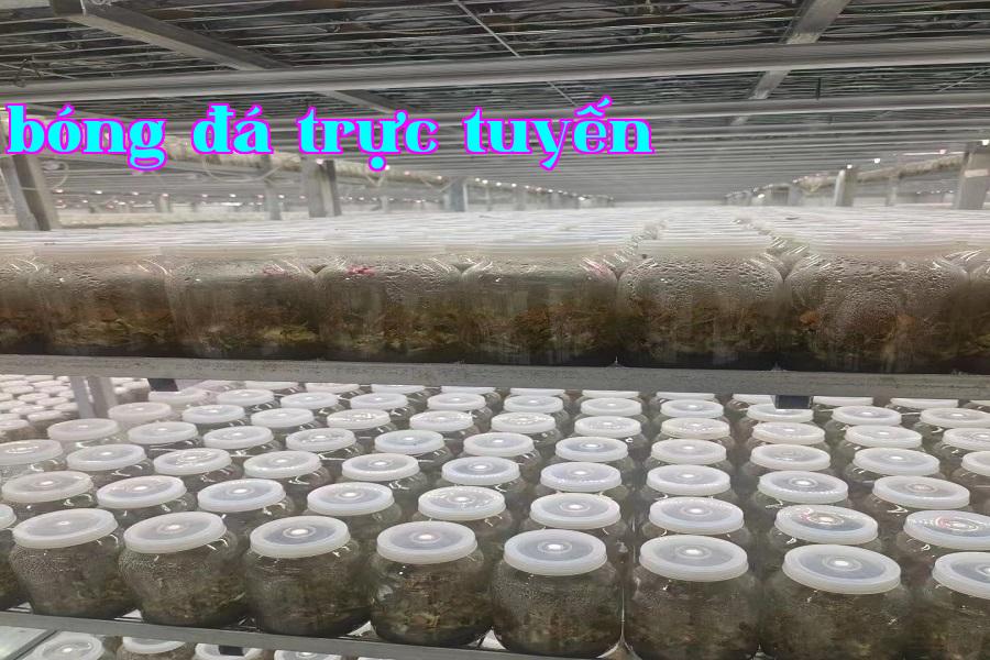 Đèn phát triển vi sinh 08.jpg