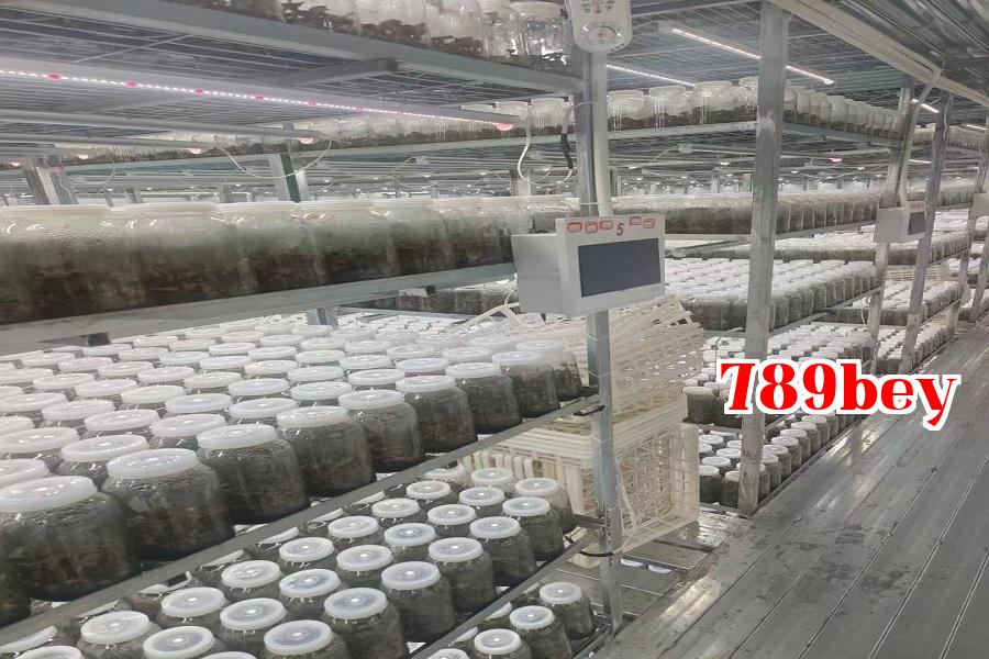 Đèn tăng trưởng thực vật 02