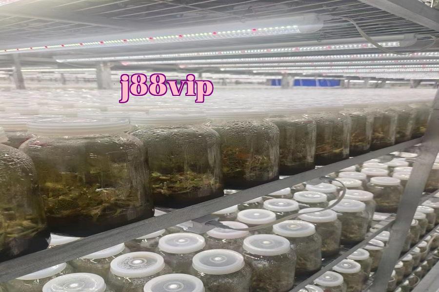 Đèn phát triển thực vật 06.jpg