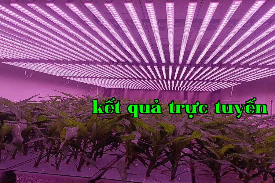 Bổ sung ánh sáng thực vật 01
